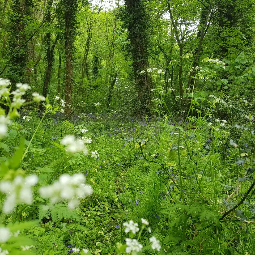 vernscape's tweet photo. On my nature walk today, I noticed a cautious fallow deer, busy squirrels, noisy magpies and the flapping wings of a wood pigeon.

I also found this beautiful wasp (bee?) and delectable Wood Ear mushrooms. #uhoutdoors #MasterGuide #Pathfinders #outdoorlife #ebonyoutdoors https://t.co/4Hacgdc7I1