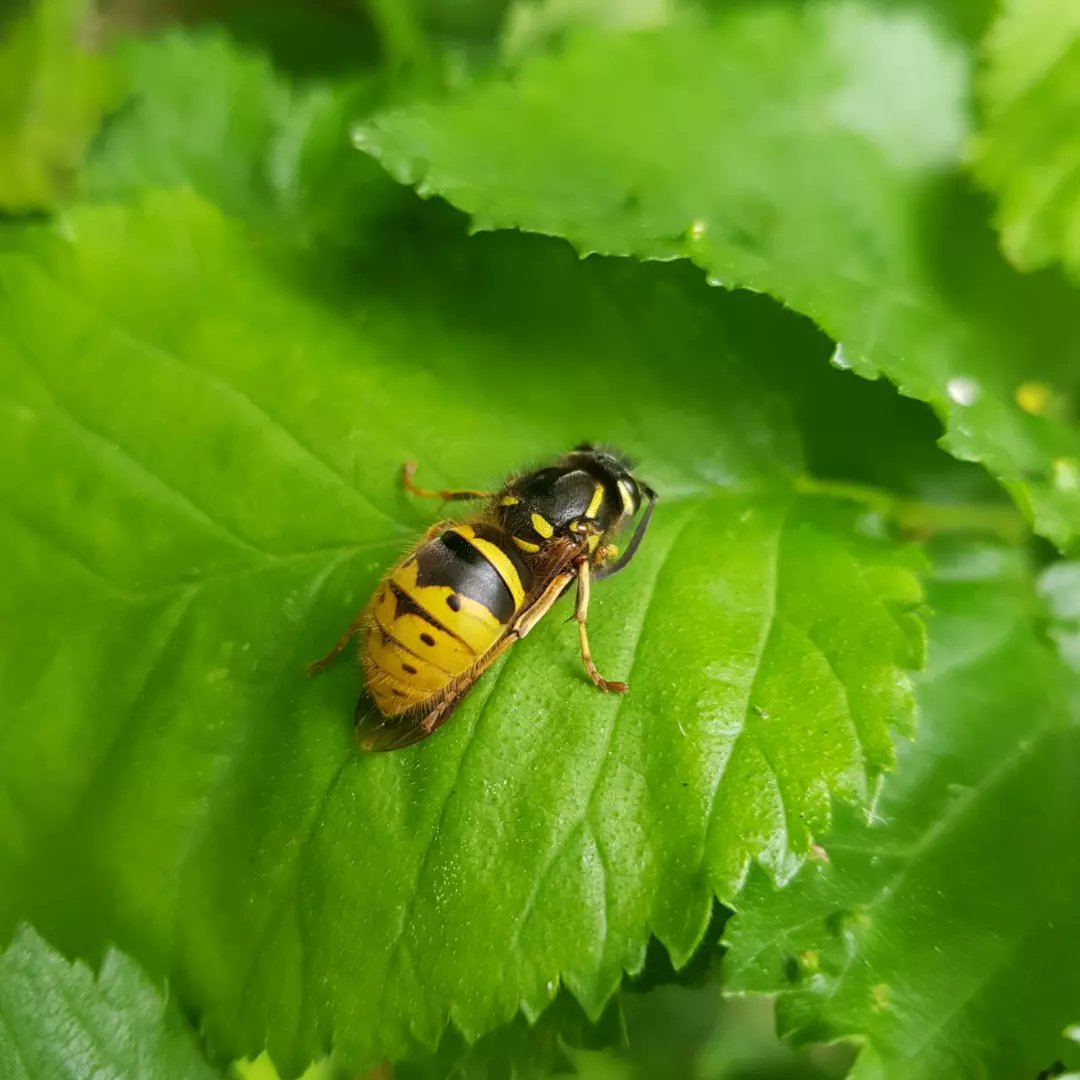 vernscape's tweet photo. On my nature walk today, I noticed a cautious fallow deer, busy squirrels, noisy magpies and the flapping wings of a wood pigeon.

I also found this beautiful wasp (bee?) and delectable Wood Ear mushrooms. #uhoutdoors #MasterGuide #Pathfinders #outdoorlife #ebonyoutdoors https://t.co/4Hacgdc7I1