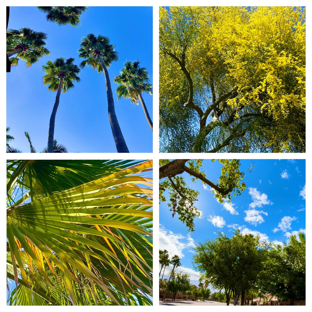 nikki_nova's tweet photo. This morning's walk 🙌. Much needed, after the insanity of yesterday 🙏.
#NikkiNova #desertdweller #lostmyphone #foundmyphone #MercuryRetrograde #FML #LOL https://t.co/LjIAvl5N5o