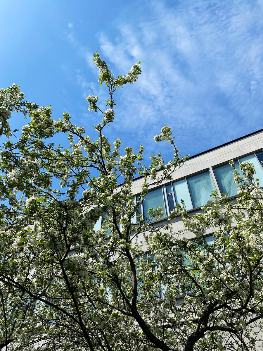 _graceli's tweet image. Happy first week of the last semester of my Master’s to me 😌🌸