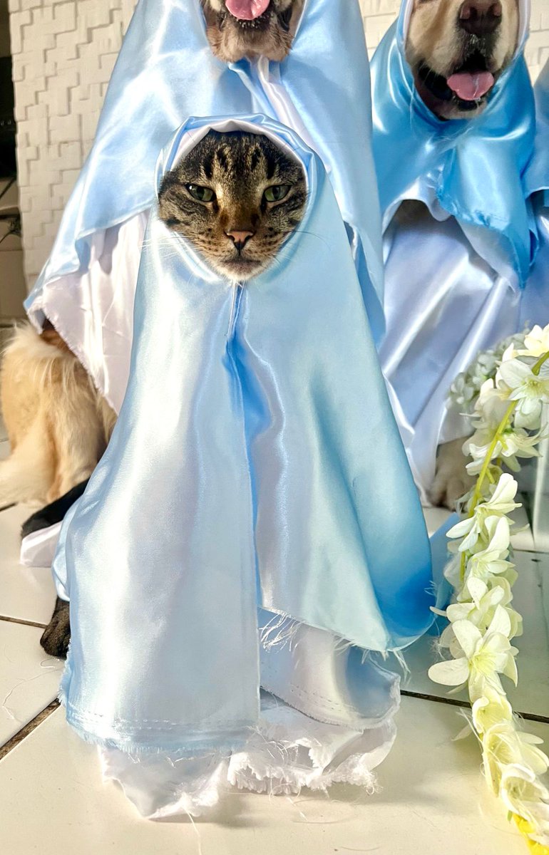 sexteto4patas's tweet photo. os destaques desse ano vão pra preta e zara

preta poucas ideias com sono e desconfiada
e zara com seu deboche e felicidade matinal https://t.co/V5jcHwupGJ