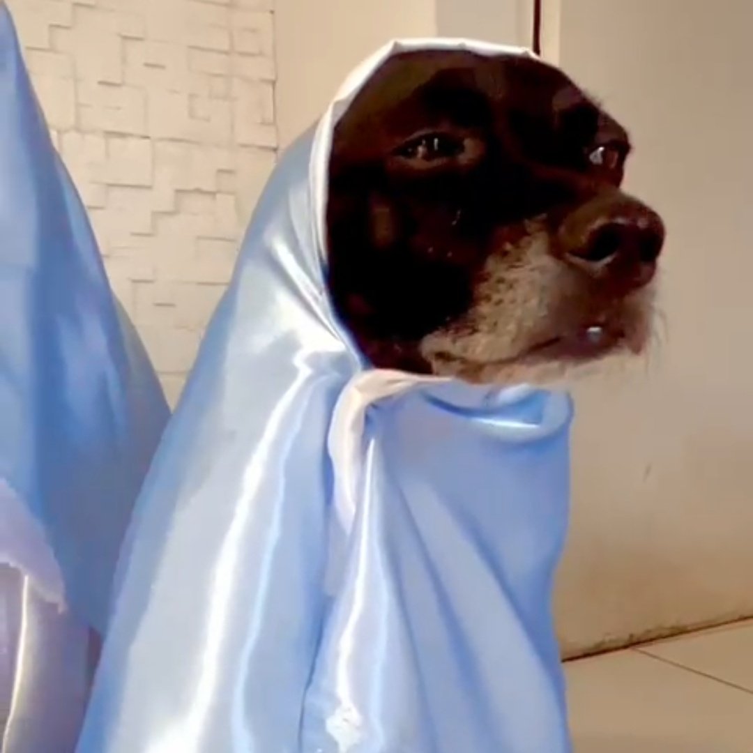 sexteto4patas's tweet photo. os destaques desse ano vão pra preta e zara

preta poucas ideias com sono e desconfiada
e zara com seu deboche e felicidade matinal https://t.co/V5jcHwupGJ