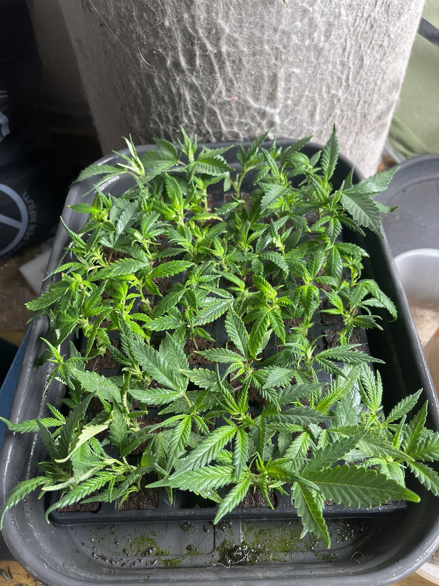 luckydope_69's tweet photo. Season23 critical kush x pineapple skunk  #weedporn #weed #weedcommunity #almicannafamily #cannabis #cannabiscommunity #cannabisgrow #420 #420life #420promoters #marihuanalegal #marijuana #stoner #swissweed #swissgrow #pot #ganjagirls #thc #maconha #maconhabrasil #livingsoil https://t.co/ONBR9Tv7AX