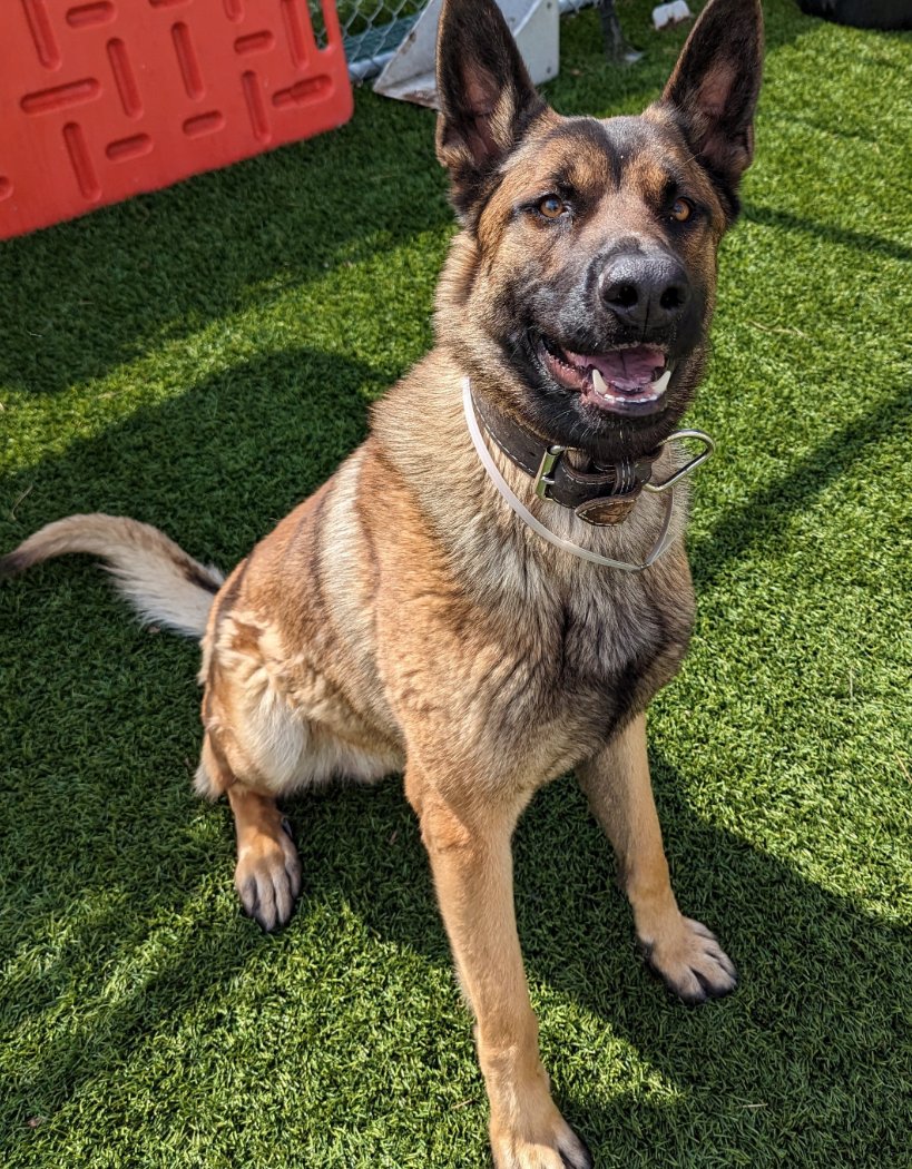 🆘🚨🆘 CHIP is now Downey #California's longest resident (intake 3-18) Terrific 3 yo #GermanShepherd, eager to please, about 70 lb, recommended as solo pet (debatable). #ADOPT him TODAY (walk in 2-5 p.m.) or reply here if you might #FOSTER 4 rescue. Info ⬇ 
#A5540919