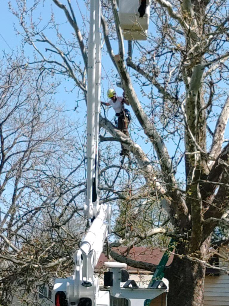 I’m a squirrel 
#arborist #womanarborist #trees #BiggBoss
