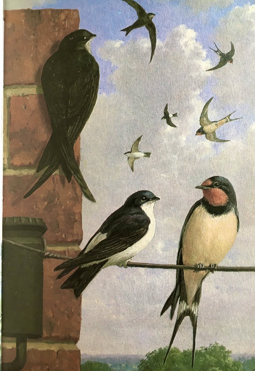 Swift, House Martin and Swallow, John Leigh Pemberton, 1967. #WorldMigratoryBirdDay