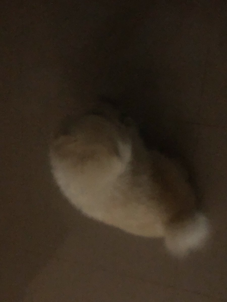 d0_nam's tweet photo. แมวน้ำปลอมตัวมาสืบคดี https://t.co/oU3NwiupAO