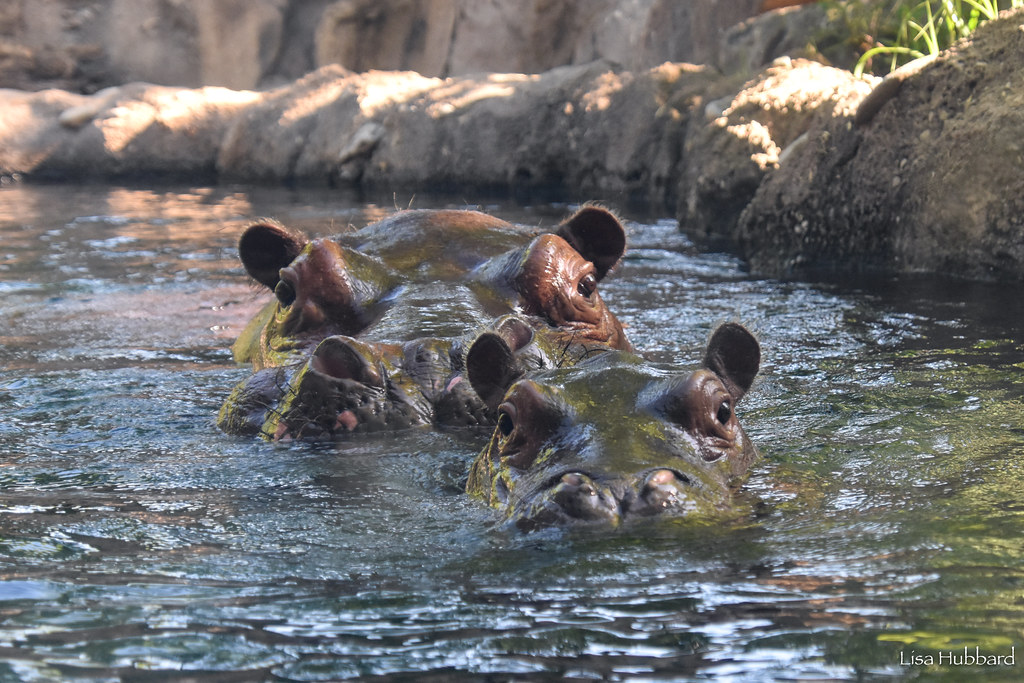 CincinnatiZoo's tweet photo. Tucker and Fritz 😍 https://t.co/hLAJ1OWRtv