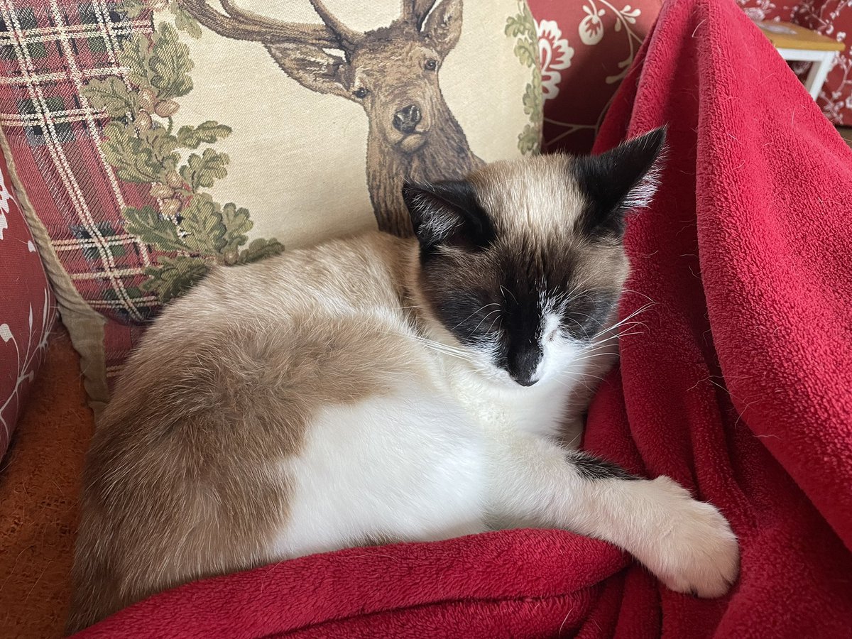 cathiedunn's tweet photo. Charlie Cat isn’t impressed either…
#Caturday #ColdCat https://t.co/ORagftYayT