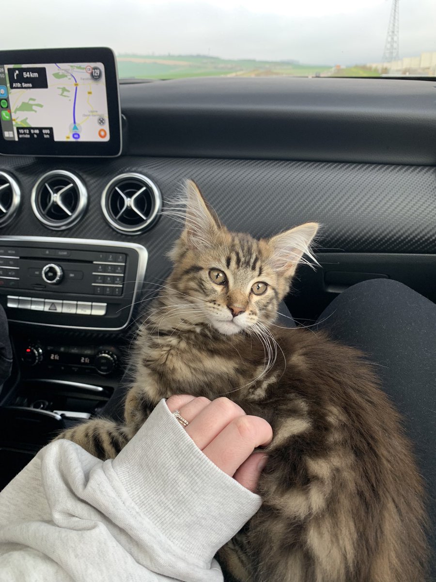 maevadrouille's tweet photo. J’étais 100% team chien avant, et maintenant que j’ai un chat, je comprends carrément la team chat https://t.co/tNZQWQGseY