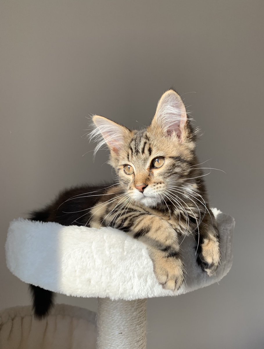 maevadrouille's tweet photo. J’étais 100% team chien avant, et maintenant que j’ai un chat, je comprends carrément la team chat https://t.co/tNZQWQGseY