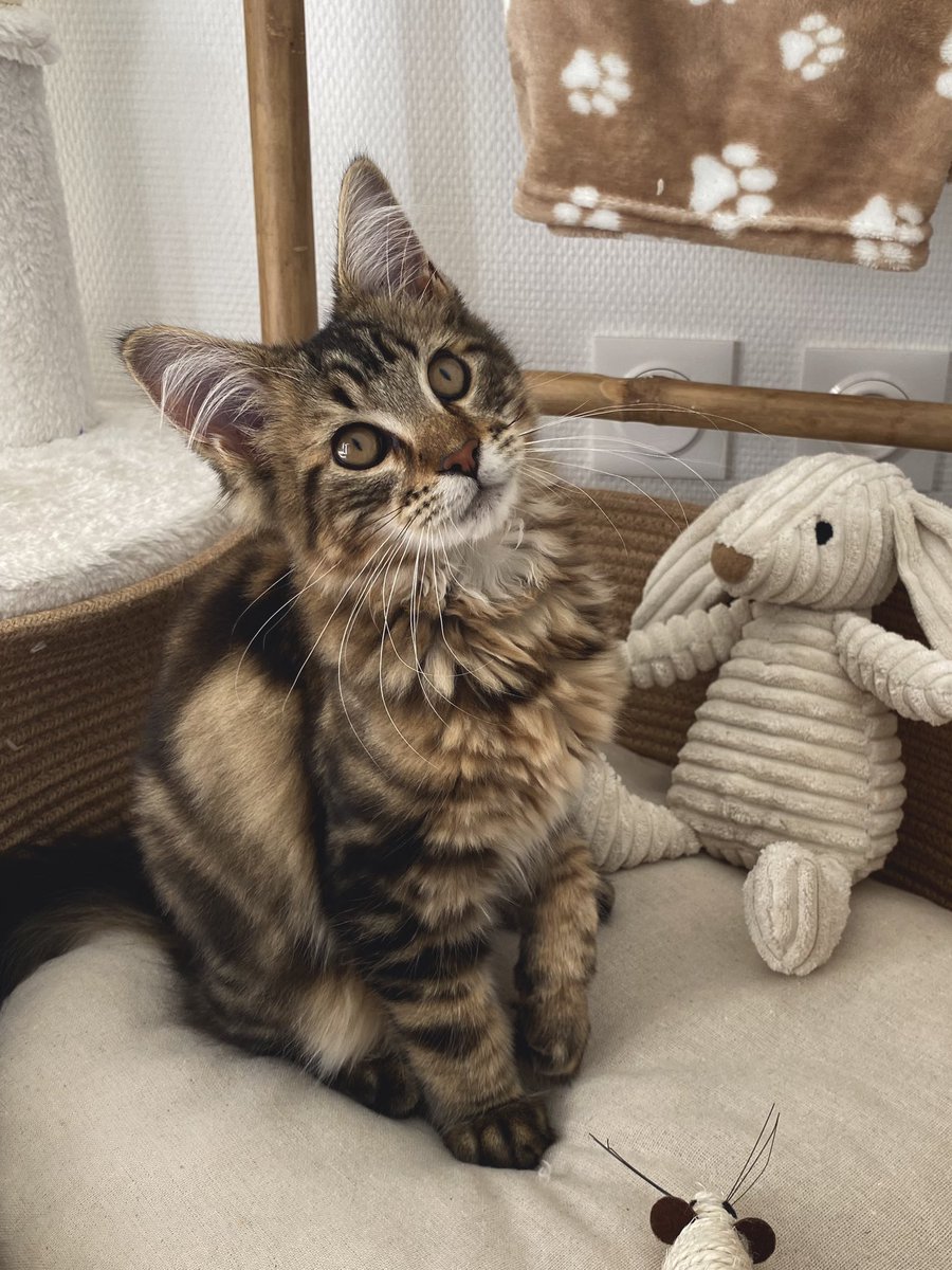 maevadrouille's tweet photo. J’étais 100% team chien avant, et maintenant que j’ai un chat, je comprends carrément la team chat https://t.co/tNZQWQGseY