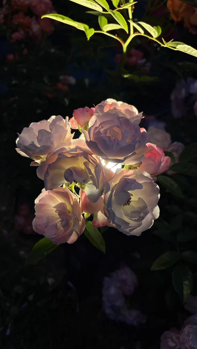 昨日ハウステンボスで撮った特に良い感じの写真