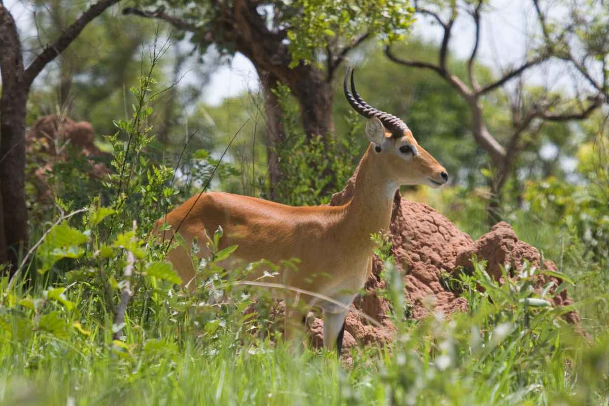 omagazinefr's tweet photo. En Ouganda, vous trouverez tout, des ruines antiques aux forêts luxuriantes, quelques lacs isolés et des villes en plein essor
#animaux #Kampala #LacVictoria #Ouganda #PontVictoria #Reinedelasavane #Safari #SiliconSavannah #Suddel&#039Afrique #unesco
https://t.co/qDifFQY23O https://t.co/d9QDRv5QtB