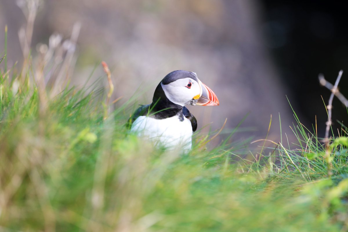 Tremendous day at Staffa with @StaffaTrips. The puffins were initially shy but they came in droves after we’d sat for a while. Skipper @g_tindal even arranged sunshine for the day.