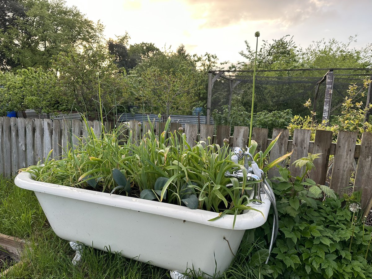 My roll top bath at the allotment is coming to life 🌸🌿 Excited to see all these alliums POP open 🐝 🌸 #gardening #GardenersWorld #GardeningTwitter #SaturdayMood #allotment