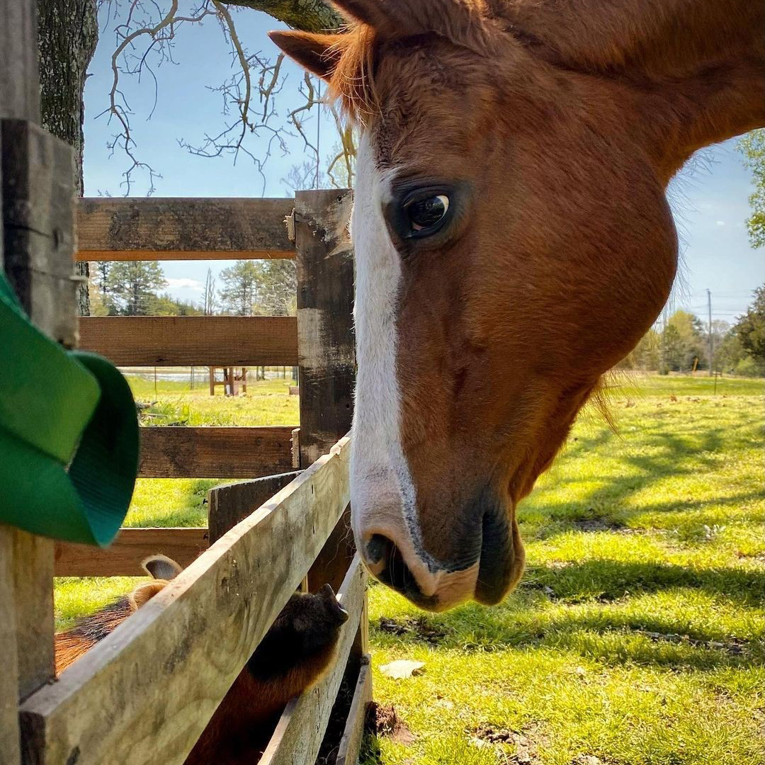 The cutest farmstead friendship. 🐴🐷💕
📷: Instagram/cupofjoelene
#AtwoodsRanchAndHome #KuneKune #KuneKunePiglet #KuneKunePigs #HorseLove #Homesteading #HomesteadingLife #HomesteadLife #Farmstead #Homesteader #FarmLife #RuralAmerica #RuralLife