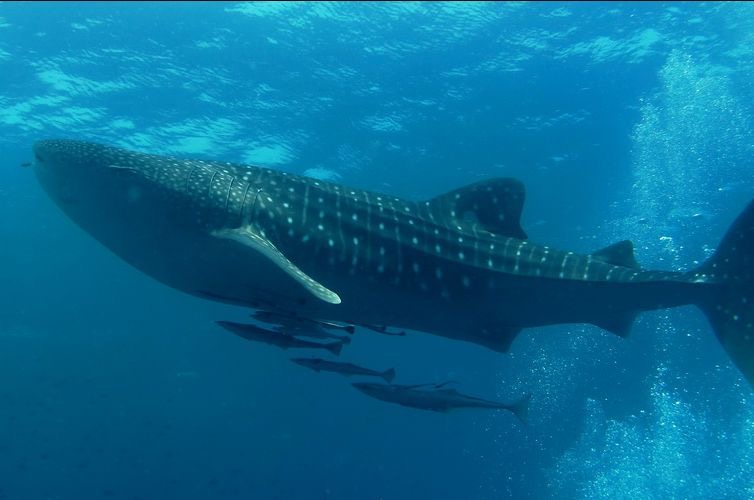 underworldscuba's tweet photo. Spots are filling up fast for La Paz this November 2023. Join us for Dolphins, Wrecks, Sea Lions, Mobular Rays, Whale Sharks, happy hour margaritas by the pool, beautiful coral reefs, carne asada tacos, sunshine and good times. #underworldscuba #scubatrip #laPaz2023 https://t.co/RGb9XUJXRY