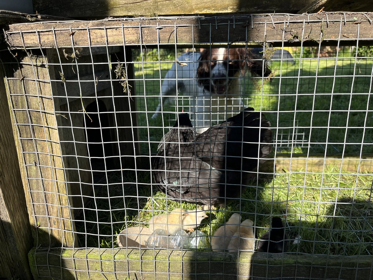 OlwenOlwen's tweet image. #RelaxingWeekend
