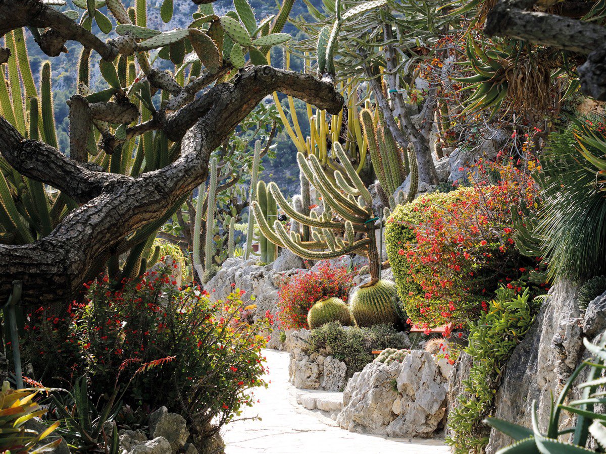 MonacoGrandTour's tweet photo. 🍃 Looking for a nature getaway? 

Monaco's exotic garden is a true haven of peace, with plants and flowers from all over the world. 
Book your guided tour with Monaco le Grand Tour and be amazed by the beauty of nature. https://t.co/aA8xtlwo1R