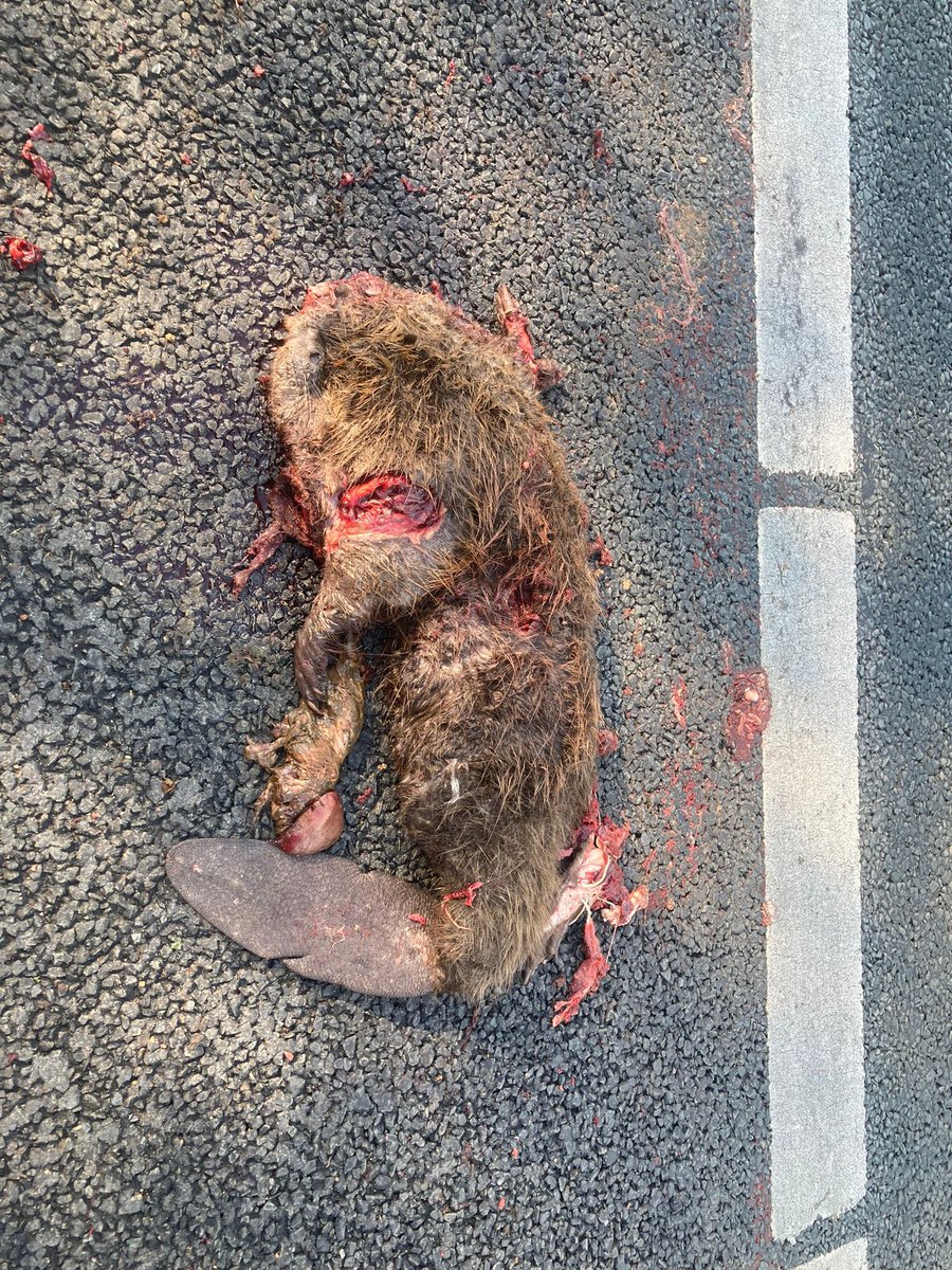 Helaas worden er met het toenemen van de populatie, ook steeds meer bevers doodgereden. Met hun korte poten worden ze, net als dassen, snel over het hoofd gezien. Deze haalde de overzijde van de A 73 nabij Cuijk niet.