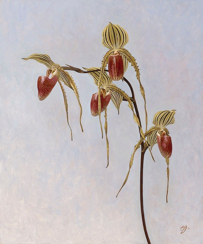 cjonesart's tweet photo. A recent commission to paint one of my favourite slipper orchid hybrids - Paphiopedilum Stone Praetorian (P.stonei x P.praestans syn glanduliferum), oil on panel,  46 x 38 cm (18 x 15in). Just love the shape and colour combination of these flowers. #orch… https://t.co/4yeWbNE8rF https://t.co/OhxNEfkhVT