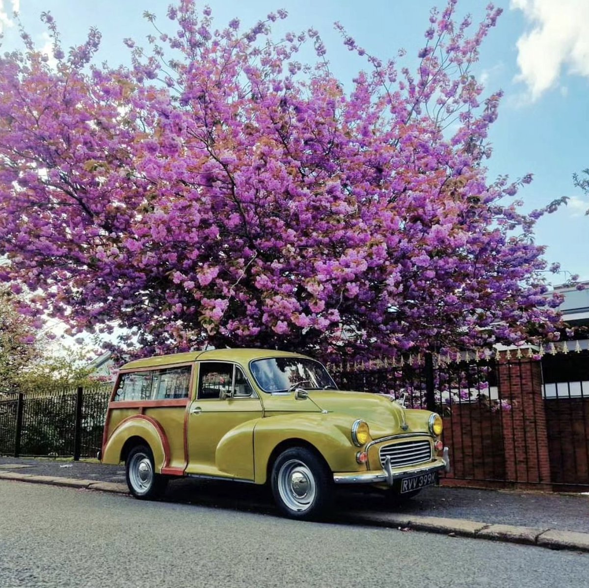 The contrast of these flowers with the beautiful @matt_rathbonee's Limeflower traveller 😍

#morrisminor #morris1000 #minor1000 #classic #classiccar #retro #retrocar #vintage #vintagecar #car #mmoc #ohsoretro #1960s #1970s #coventry #warwickshire #covandwarksmmoc