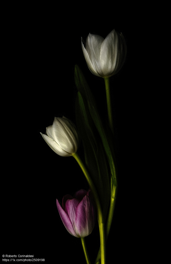 'Looking for Lost Time' by Roberto Corinaldesi.
1x.com/photo/2509198/… #stillife #flowers #tulips #fineartphotography