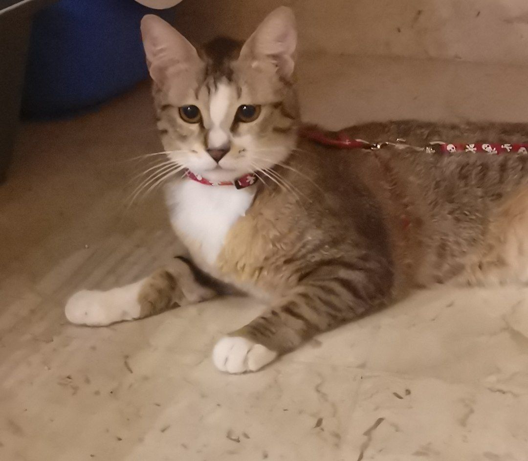 لتبني بالشرقية-الدمام 🔴أكثر من ٦شهور أعلن مالقيت متبني كفو للأسف.
أتمنى ألاقي احد آميين وجاد بتبني.
القطه عمرها سنة تقريبا سليمة ونشيطه ولعوبه متعودة على اللتربوكس وتتقبل تغيير بالأكل.
تحتاج فقط لعمليه تعقيم.
#تبنى_لاتشتري #قطط_الشرقيه #الخبر #الدمام #الظهران #الرفق_بالحيوان