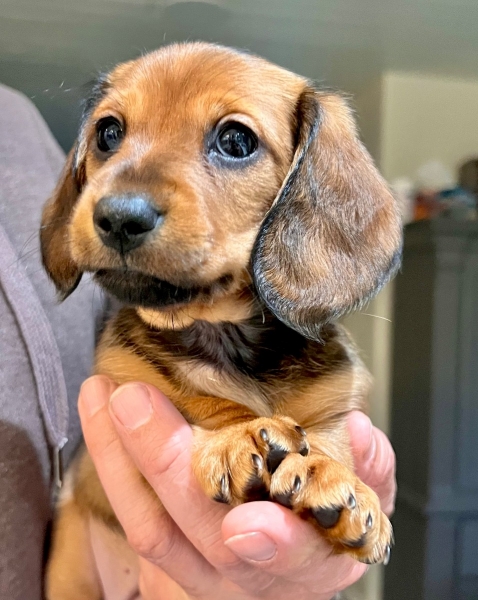 Mini dachshunds
petpost.ca/pets/dogs-pupp…