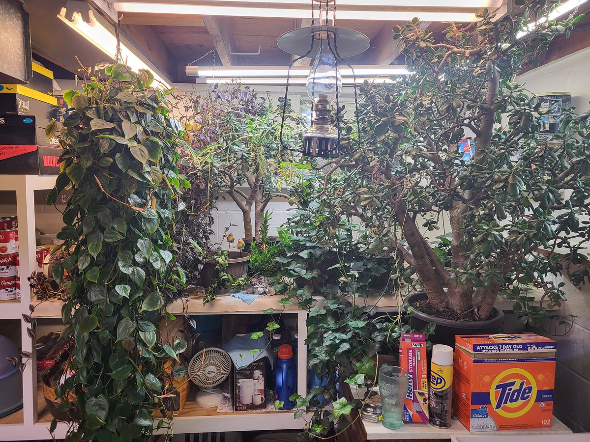 Oldasdust1's tweet photo. Almost done with the biannual plant migration https://t.co/bhBUBH29XY