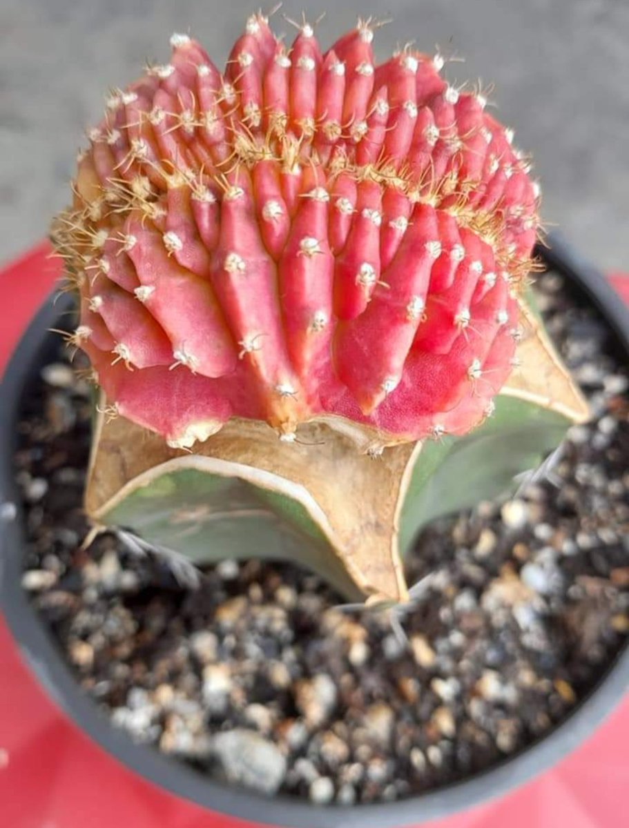 EarthJunction's tweet photo. Gymnocalycium Crest Orange
#plants #Flowers #nature #naturelovers #earthjunction #savetheearth #plantatree #naturelover #palms #cycads #GoGreen #lovetheearth https://t.co/lvku2XCtqN