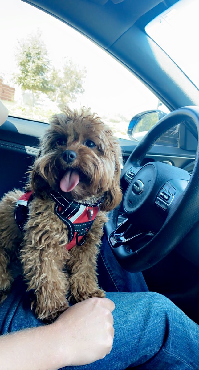 Happy Saturday!

Today's pet feature is our Sr. Account Manager, Amanda, and her dog Bailey!

Bailey is an 8lb Cavapoo who might be tiny, but has a huge personality! Besides being a joyful little pup, Bailey is also a certified Service Animal.

#NationalPetWeek
