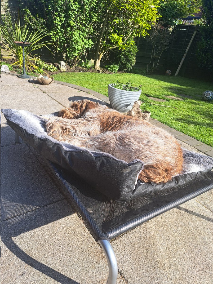 easymarketingne's tweet photo. After a hard day 'helping' me in the garden, it's time for a nap. 🥰😴
@OriginalHiK9 #italianspinone #spinone #PaddyTheBaddy https://t.co/O0vZb787Ud