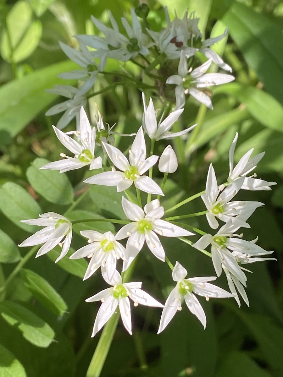 nottsarchivist's tweet photo. @jembloomfield I see your allium and raise you wild garlic. Albeit in not such a poetic fashion. https://t.co/sDLetJ6xsz
