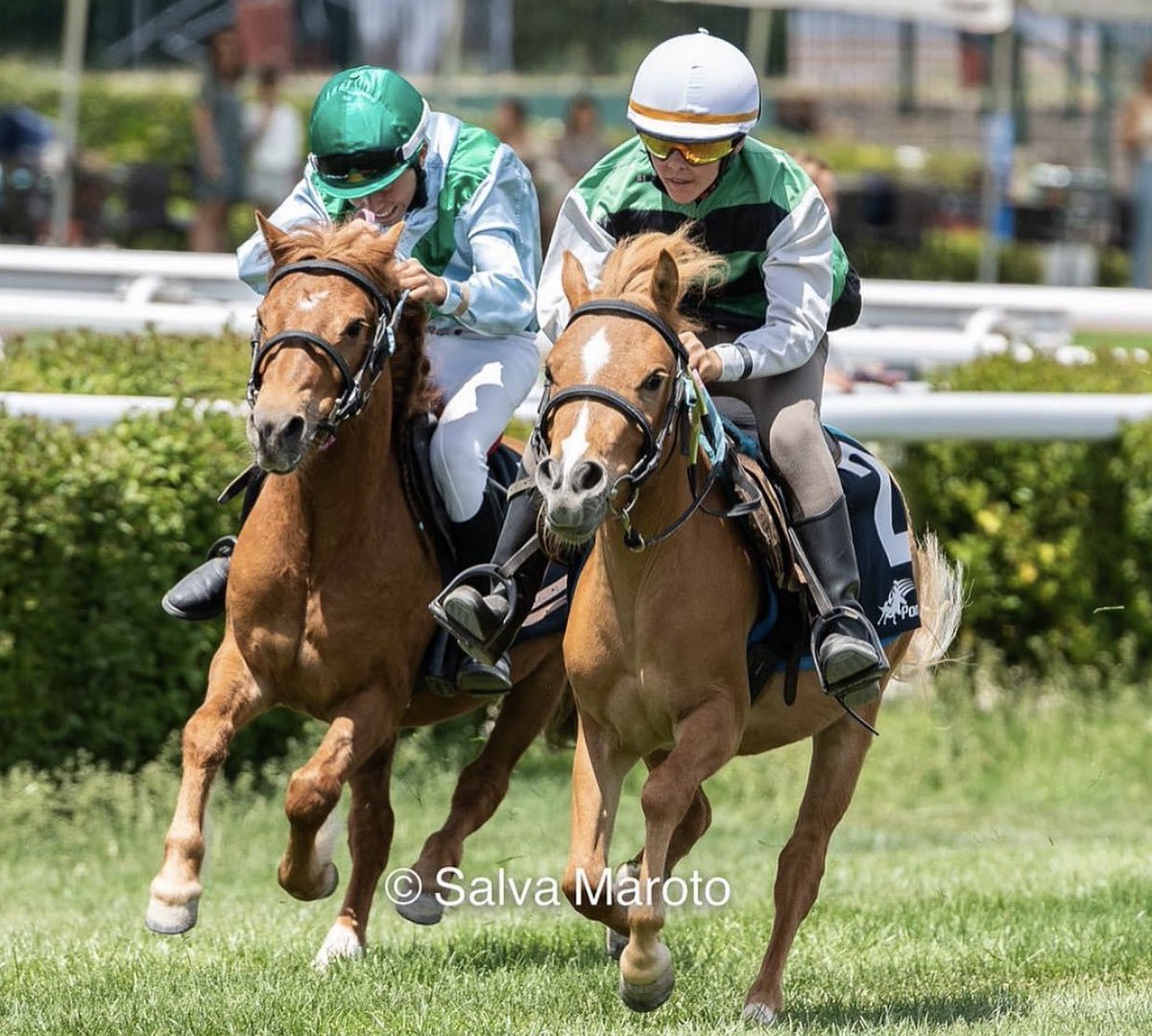 Ferdemente 🏇💚⚽️ tweet media