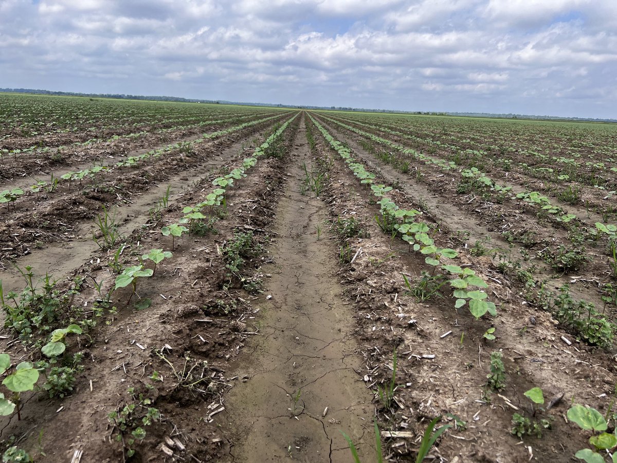 Hankcjag's tweet image. Thryvon cotton thriving in West Carroll Parish