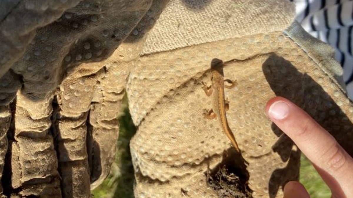 Nature twitter, is this a newt? Found in a pile of horse manure, miles from a pond… <a href="/rtaylorjones/">richard taylor-jones</a> <a href="/North_Wales_WT/">North Wales Wildlife Trust</a> #newt