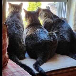 I had a hard time finding the right home. 😰
Well, guess what. 
I found it! 😀😀
Look at me and my new siblings on bird patrol. ❤️
I'm on the left. 
xxxx Millis (now known as Maverick)
#CatsOnTwitter