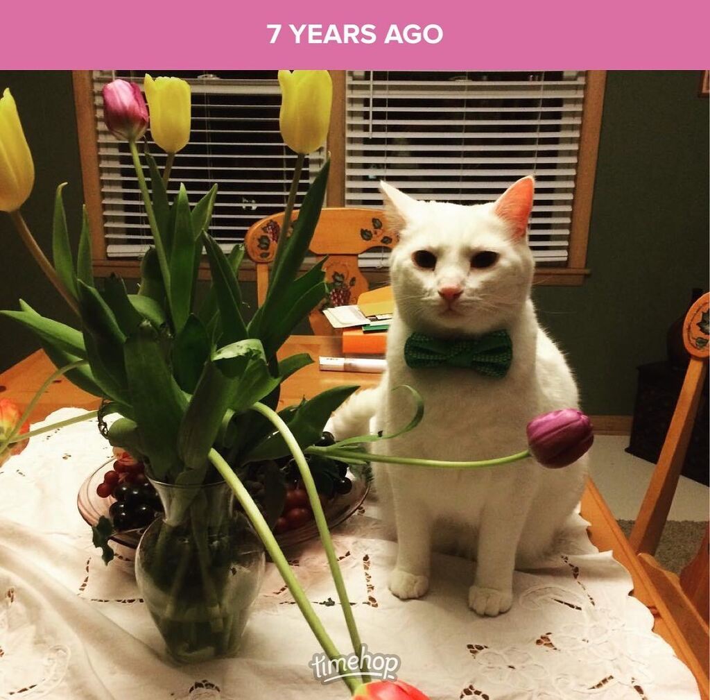 robrlives's tweet photo. Spring cats 🐈 https://t.co/LfTosU7IvL https://t.co/xrI5loId8X