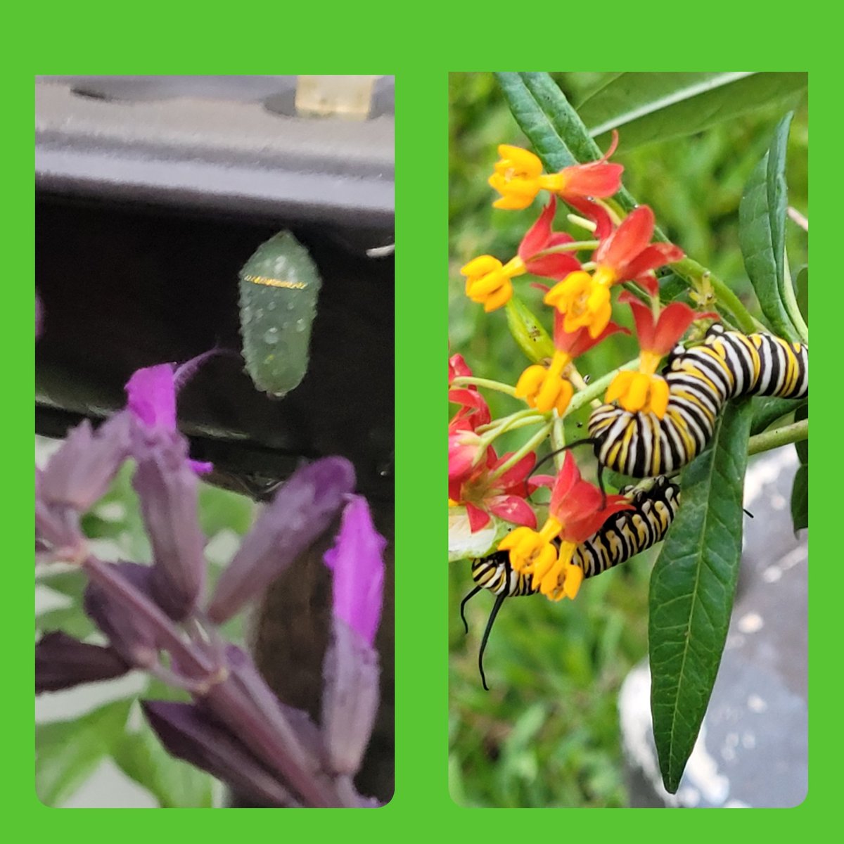 Reflecting on growth and changes this school year. There are certainly parallel transformations.

Baby butterfly?
Difficult to imagine.
Metamorphosis
#Haiku #HaikuSaturday