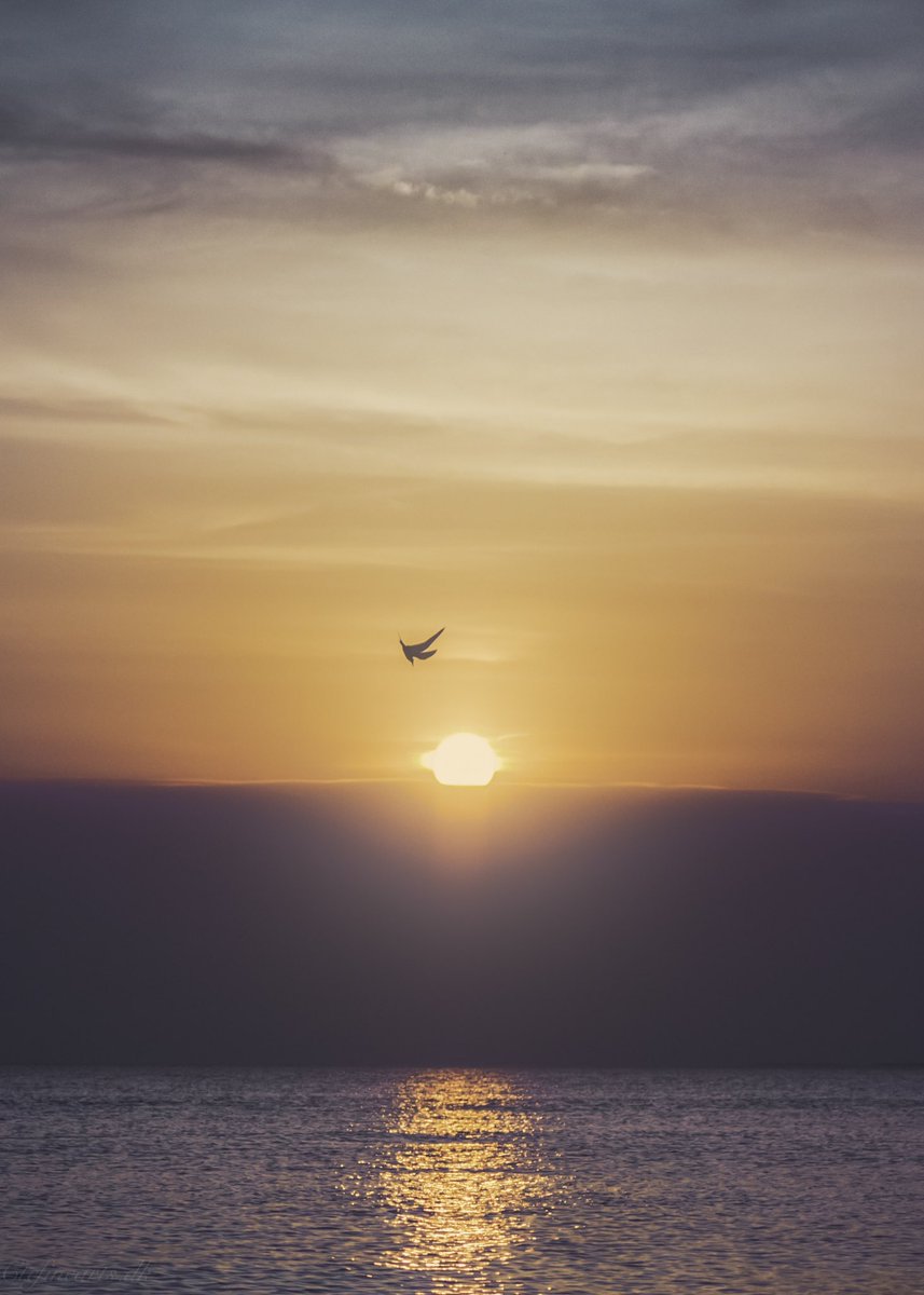 ctcfinearts's tweet photo. 🇬🇧Diving Bird in Sunset
Stillinge Beach, West Zealand, Denmark
One of those epic golden hours with its own story to tell. All in stribes, and the cloud lay low upon the ocean horizon. Birds was flying around and in patience i waited. And this one went for a dive. #photography #dk https://t.co/wxfIdIUgRs