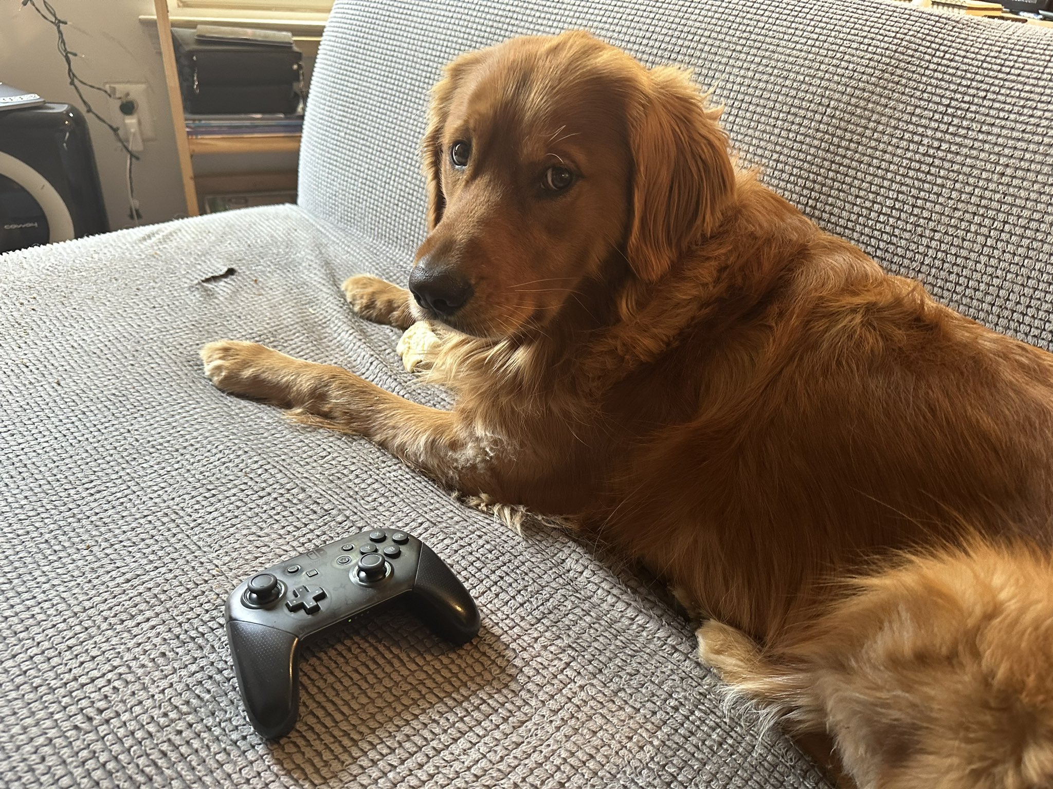 Can You Give A Dog Too Much Attention