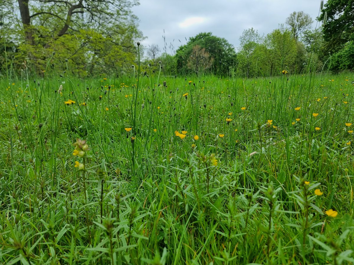 Mountsfield Park tweet media