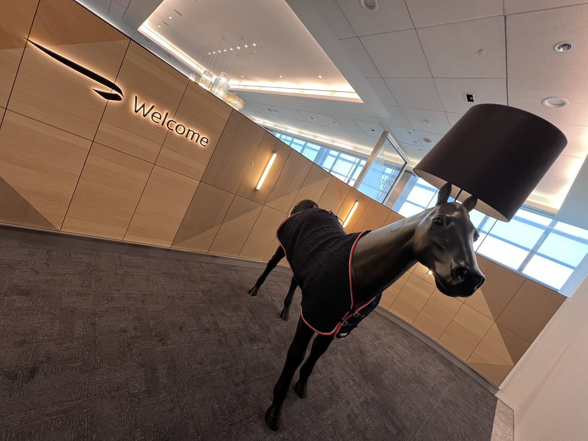 _Travelwithdan's tweet photo. Hello Mr Horse! Looking good in your new coat! #flyingday https://t.co/gC8Ktee6cc