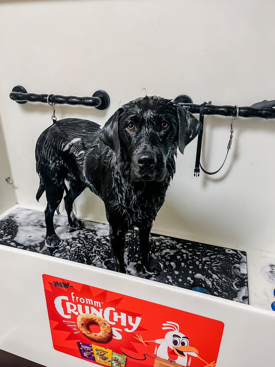 Took <a href="/wolvestweet/">Woodland Elementary</a> goodest girl to get a bath today! Gotta look snazzy for the end of the school year.