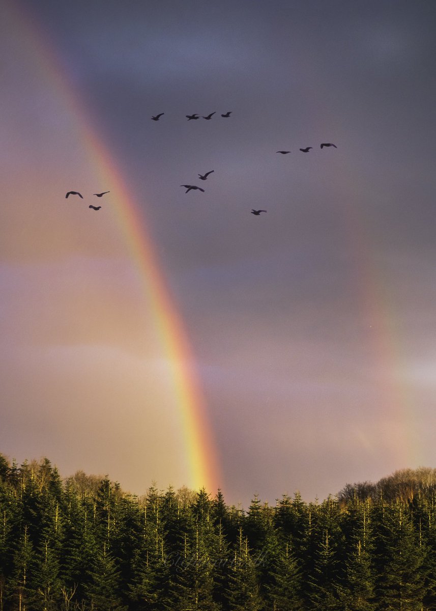 ctcfinearts's tweet photo. -Rainbow Delight.

Magnificent golden hour. With an epic rainbow just outside my window. 
#landscapephotography #RainbowDash #NaturePhotograhpy #denmark #landscapes #photography https://t.co/olvO1v3ZAf