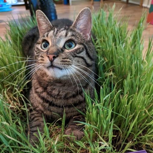 MsDevDev's tweet image. I have been wondering why the middle of my cat grass is dying... now we know 

#catmom #gamergirl #smallstreamer