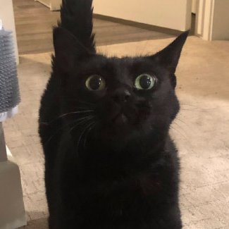 your honor they're the same picture