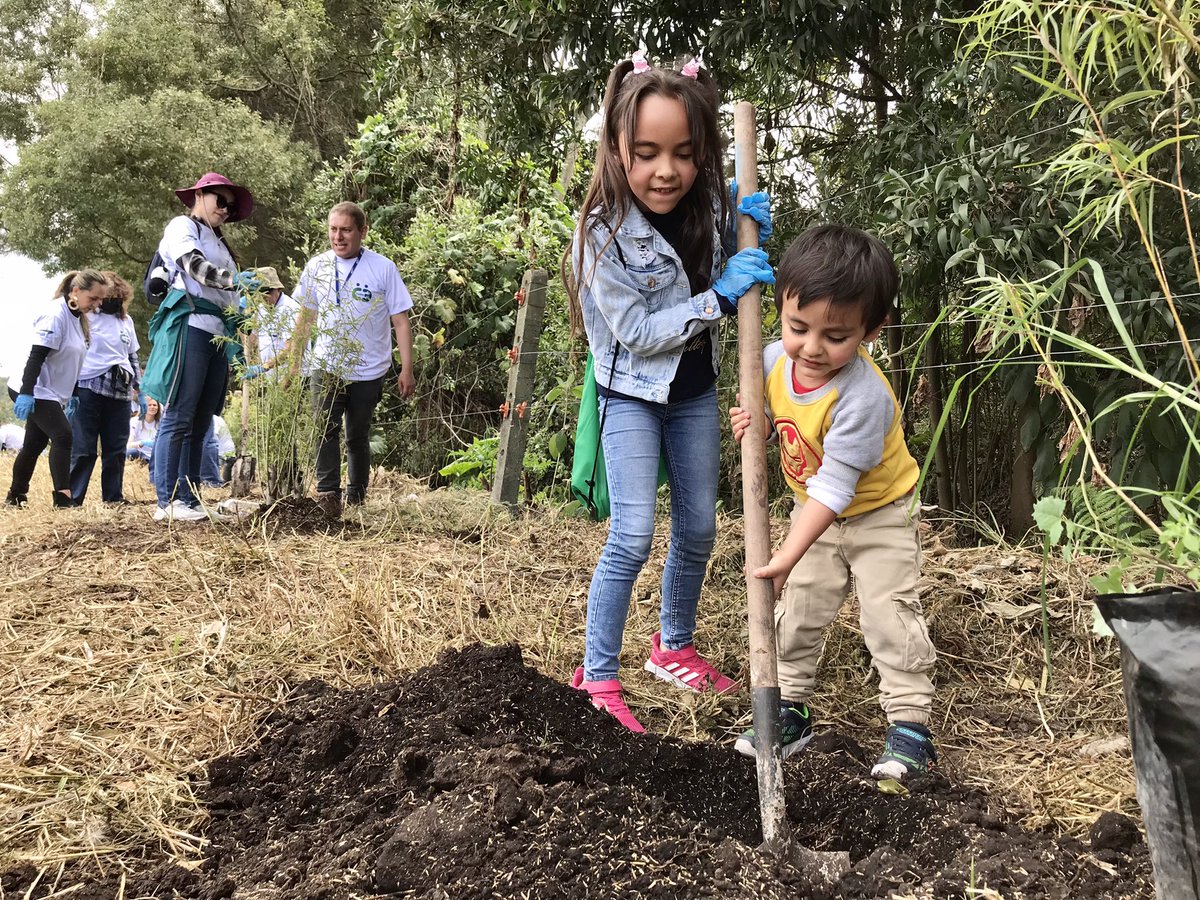 TransMilenio's tweet photo. 🌲🌳 Siete cueros, Duraznillo, Arrayán, Cedro, Roble son algunas de las especies que se siembran a esta hora en el Patio Taller Calle 191 de @consorcioexp para contribuir a la reducción de emisiones de CO2 y a los entornos del
sector mejorando la calidad de vida de los habitantes de esta zona.
